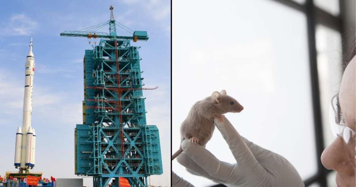 (L)Shenzhou-21 crewed spaceship and a Long March-2F carrier rocket clicked on Oct 24, 2025; (R) Young scientist watching laboratory mouse  (Cover Image Source: Left - Xinhua | Wang Jiangbo; Right - Representative Image by Westend61|Getty)