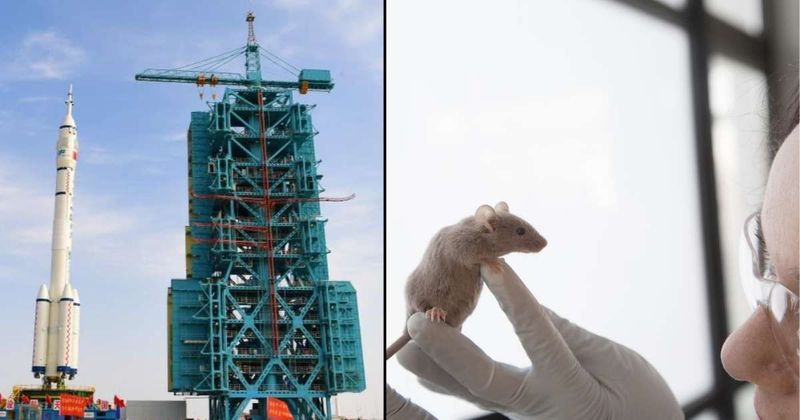China prepares to launch Shenzhou-21 flight, sending youngest astronaut and mice into orbit