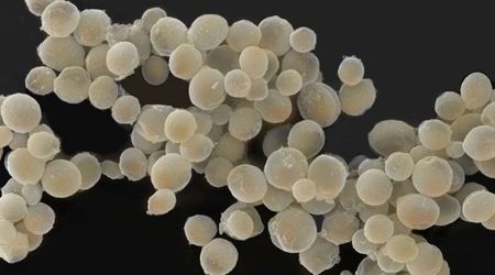 New research suggests common baker's yeast could withstand harsh conditions on Mars