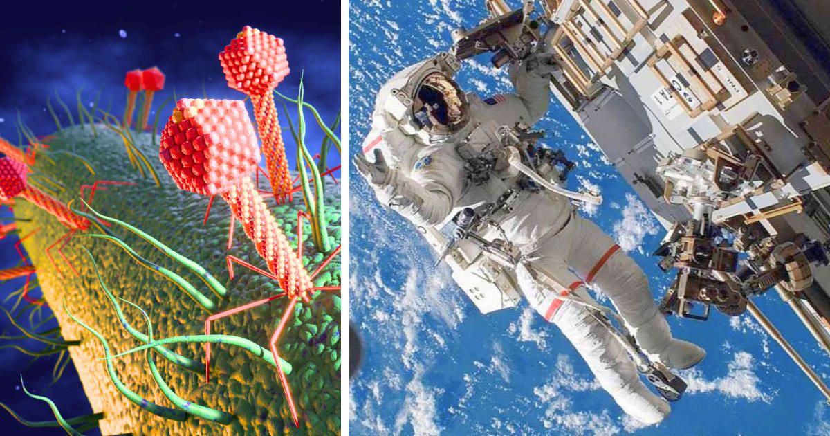 (L) An illustration of phages infecting bacteria; (R) Astronaut Rick Mastracchio participates in a planned session of extravehicular activity on the ISS on Aug 15, 2007. (Representative Image Source: Getty| Left via Roger Harris and right via NASA)