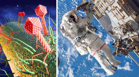 Controlled experiment allowed viruses to attack bacteria in space—and the results surprised scientists
