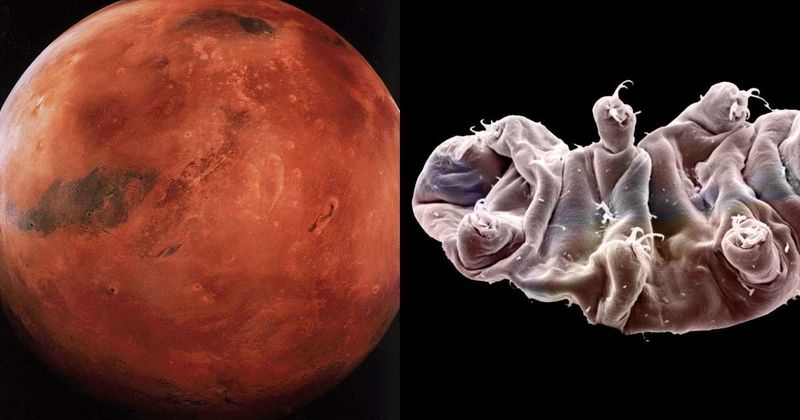 Tiny 'water bears' are offering insights into how Mars might support plant growth