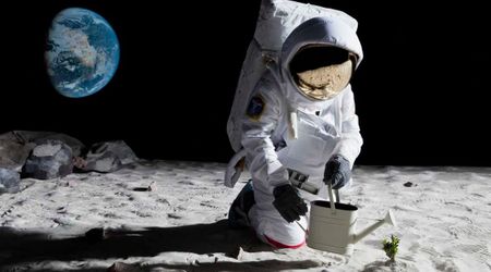 Scientists successfully grow chickpeas in simulated moon dirt