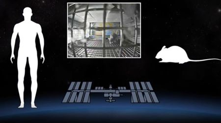 Space mice offer insights into how Moon and Mars missions may affect astronauts' muscles