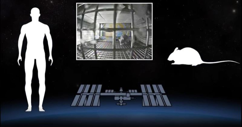 Space mice offer insights into how Moon and Mars missions may affect astronauts' muscles