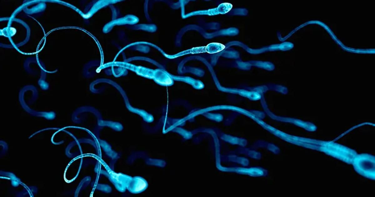 Microscopic image of human sperm. (Representative Cover Image Source: Getty Images/ Sebastian Kaulitzki/Science Photo Library)