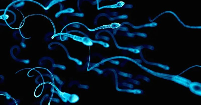 Getting pregnant in space may be tricky, as human sperm may lose its way without gravity
