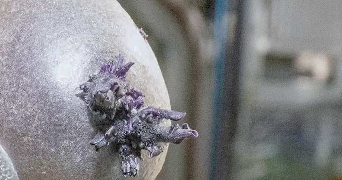 A purple potato on the International Space Station, photographed by NASA astronaut Don Pettit. (Cover Image Source: X | @astro_Pettit)