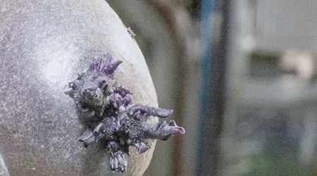 A strange egg-like object is growing on International Space Station—and astronauts are watching it