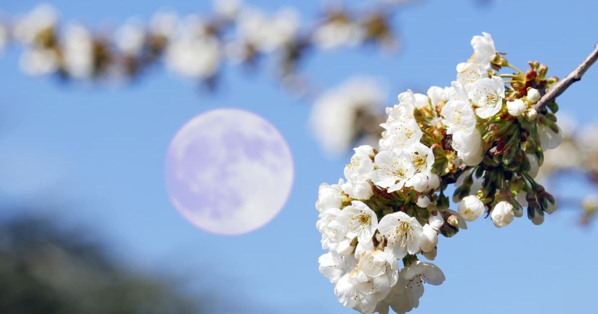 The Flower Moon of May 2024, with the foreground of cherry blossoms, France. (Representative Cover Image Source: Getty Images/ Photo by Christophe Lehenaff)