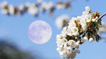Flower Moon and Blue Moon 2026: Dates, time and how to watch May’s two stunning full moons