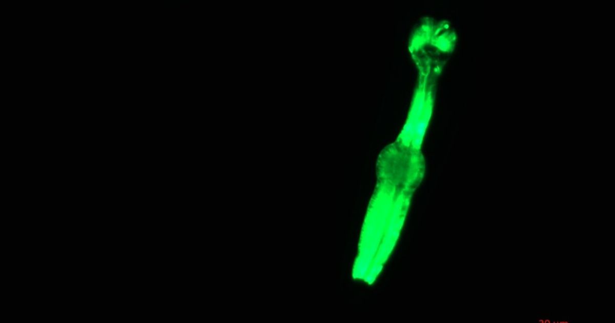 A type of worm aboard NASA’s Northrop Grumman CRS-24 Mission. (Cover Image Source: University of Exeter)