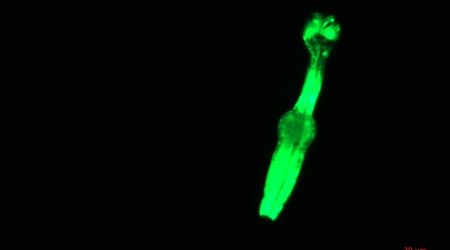 Scientists send microscopic worms to space to aid future Moon missions