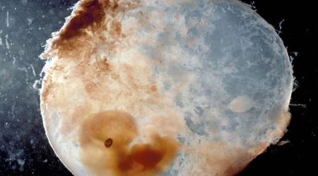 China becomes first to experiment with artificial human embryos in space