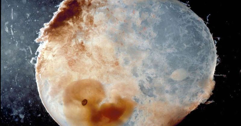 China becomes first to experiment with artificial human embryos in space