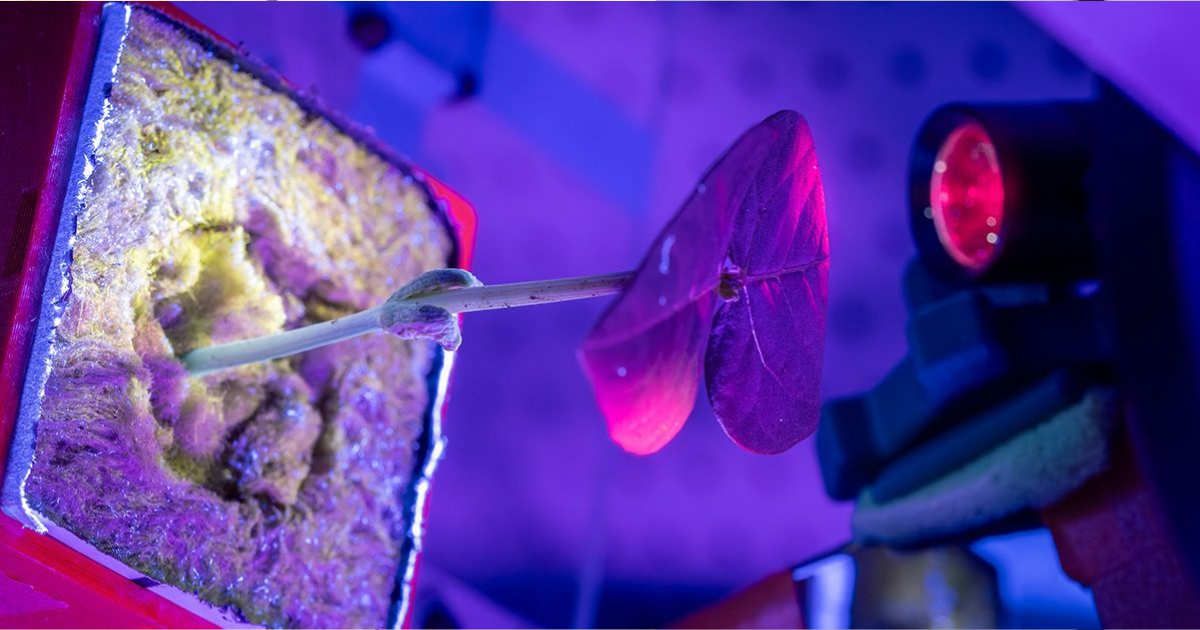 UC San Diego engineers grow plants in space-like conditions to study making medicines (Cover Image Source: David Baillot / UC San Diego Jacobs School of Engineering)