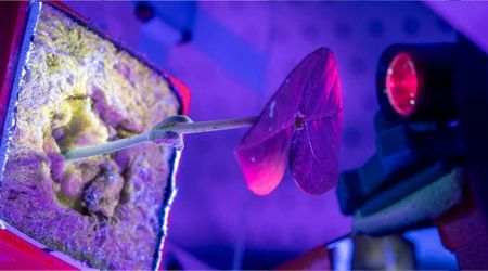 Could plants help produce medicines during missions to Mars and beyond? A new study says yes