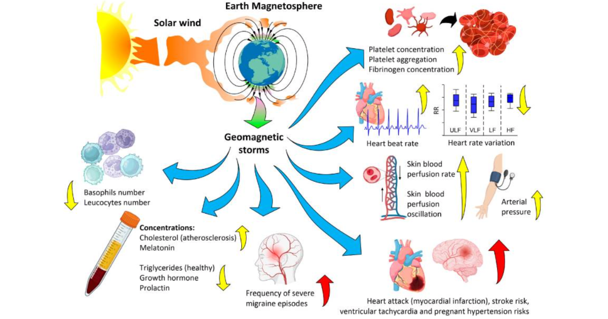 Biological effects of geomagnetic storms on an organism: arrows indicate increase or decrease in a parameter, and colour indicates severity. (Representative Image Source: National Library of Medicine | Ruslan M Sarimov, et al.)