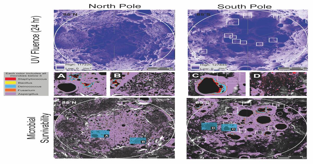 Maps of the lunar poles show areas where ultraviolet exposure and local conditions could allow Earth microbes to survive, with several potential microbial “survivability” zones identified near the South Pole.